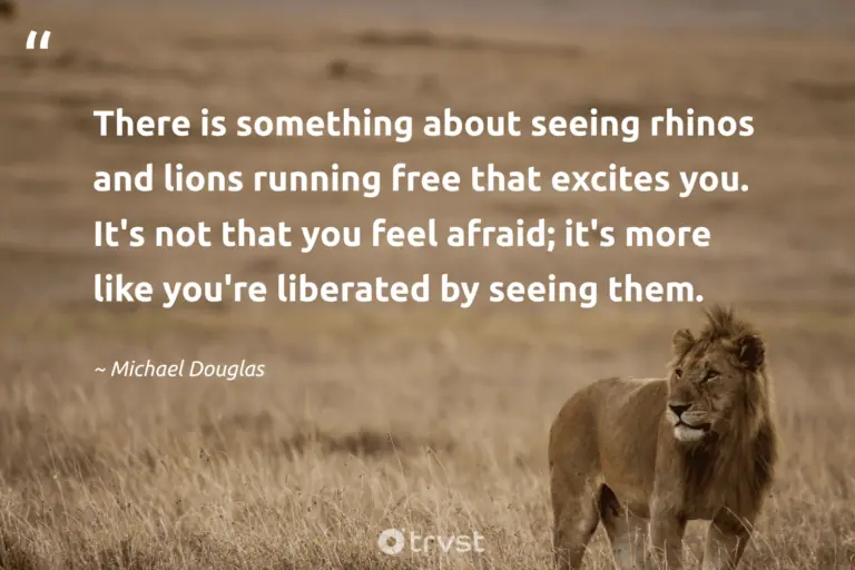 best lion focus quotes
