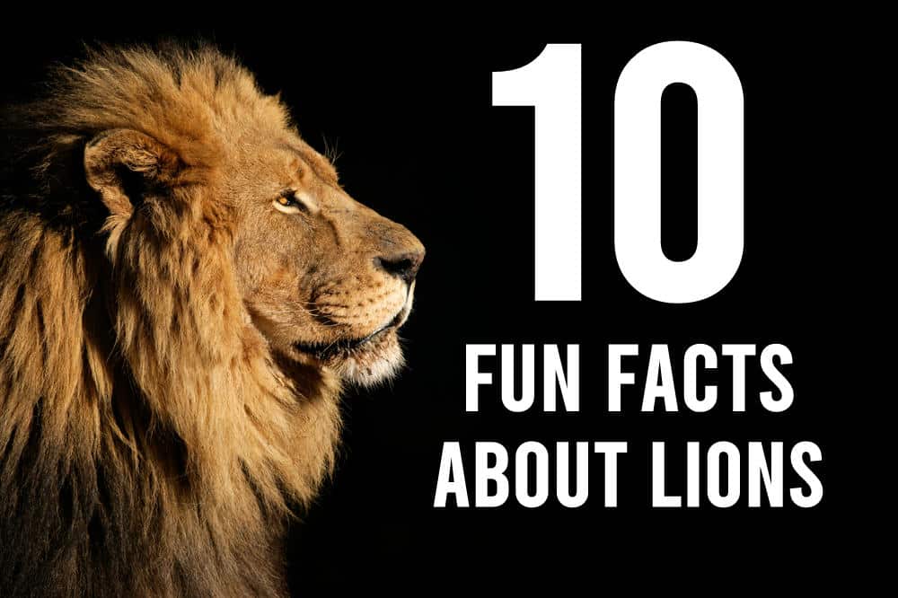 best lion questions