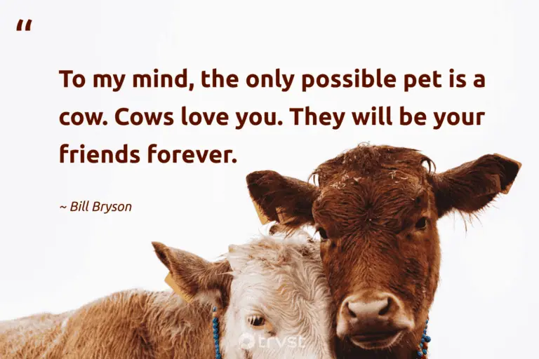 best live cattle quotes