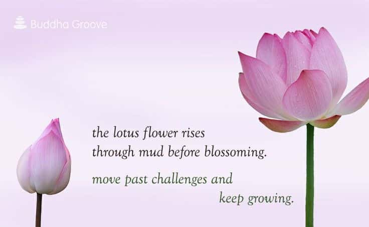 best lotus flower quotes mud