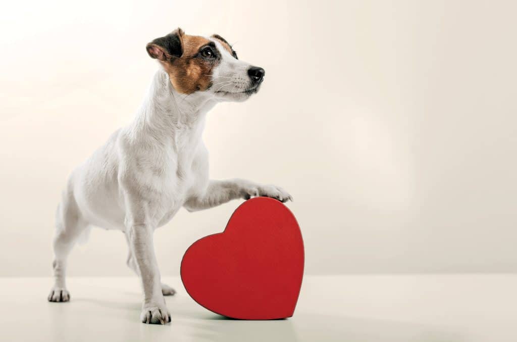 best love that dog questions and answers scaled