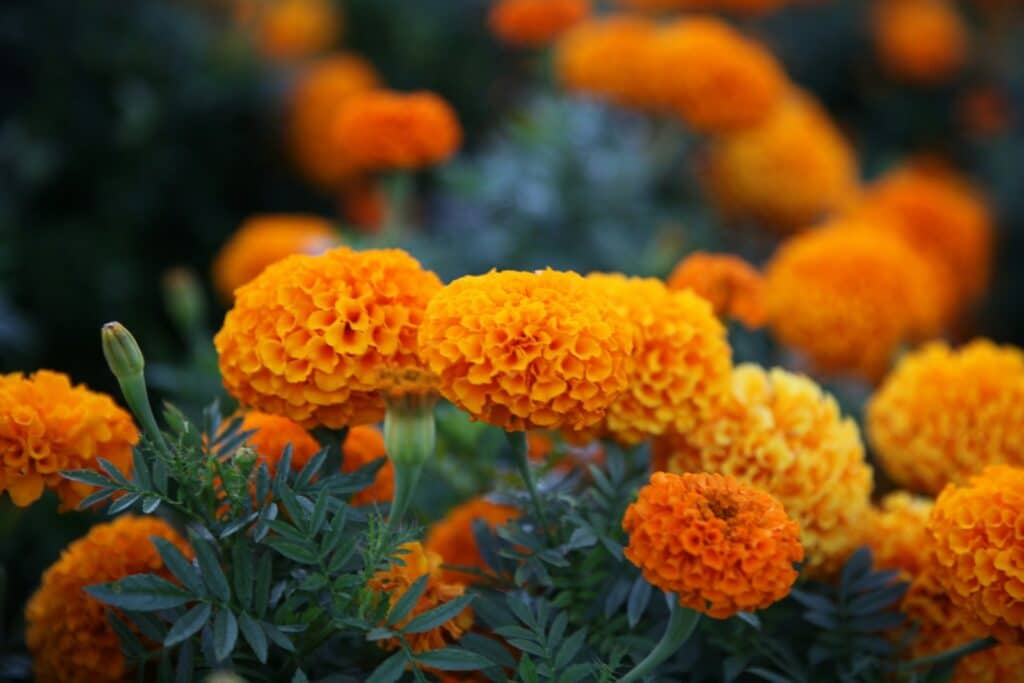 best marigolds reading questions