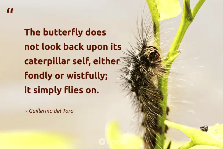 best meaningful caterpillar quotes