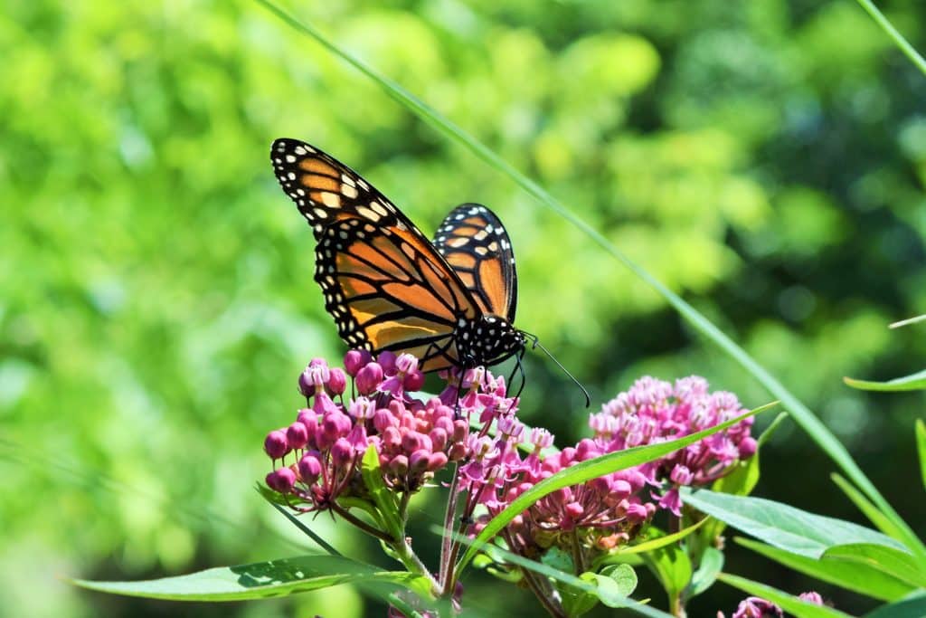best milkweed chapter questions scaled