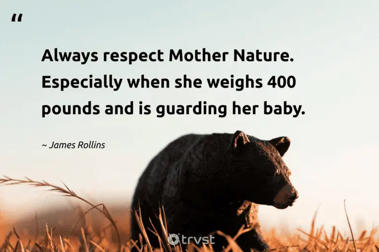 best momma bear quotes