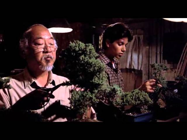 best mr miyagi bonsai tree quotes