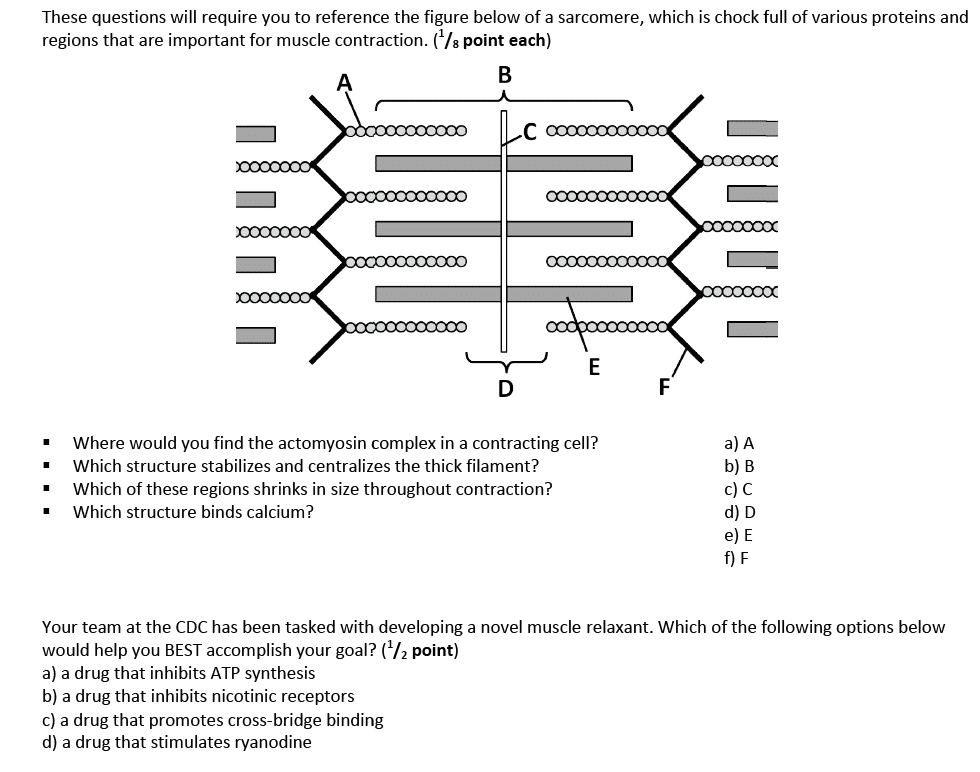 best muscle contraction questions and answers