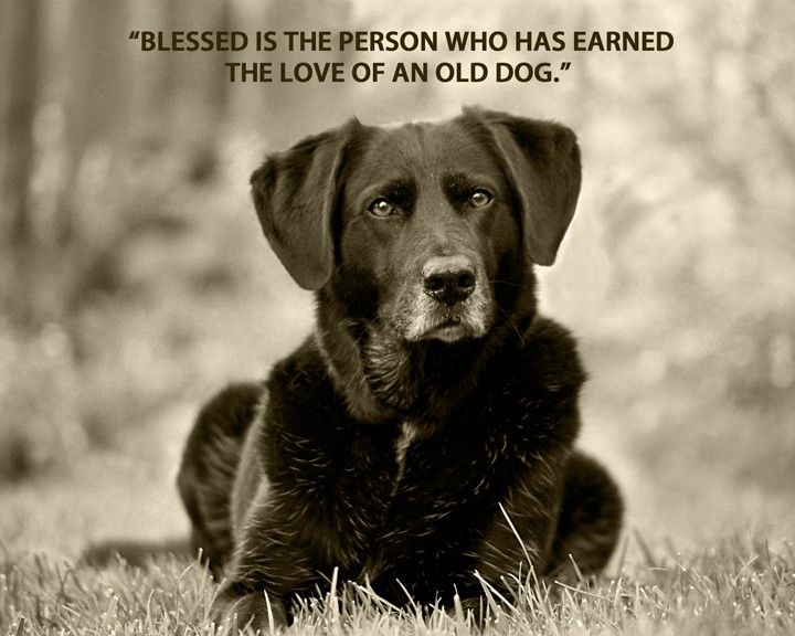 best old dogs quotes