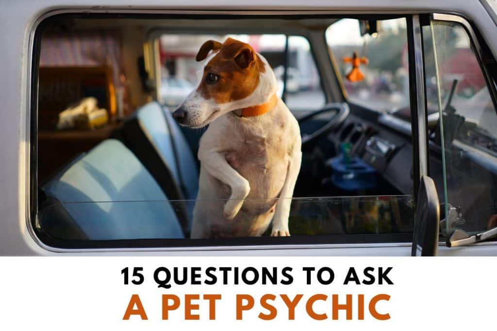 best open ended questions about pets