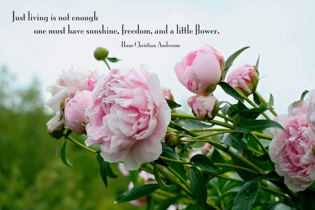 best peonies quotes