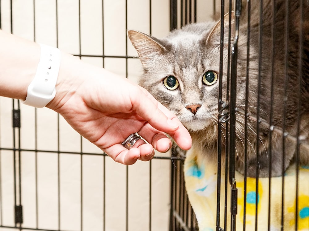 best pet adoption application questions