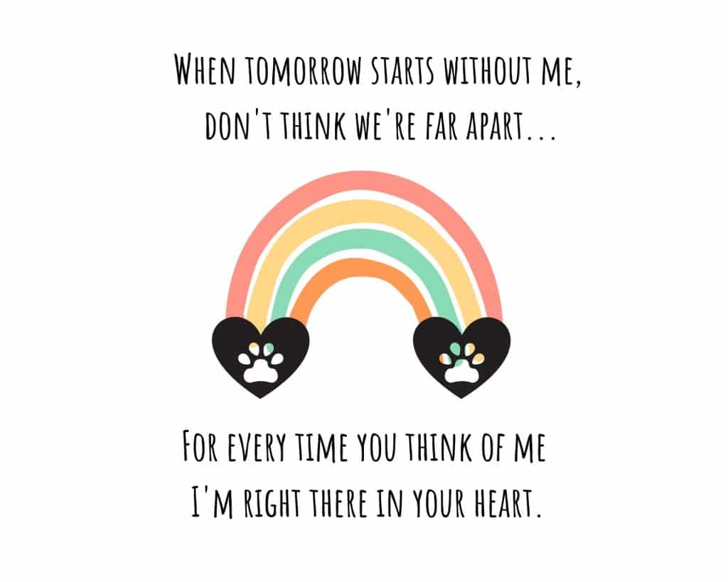 best pet rainbow bridge quotes