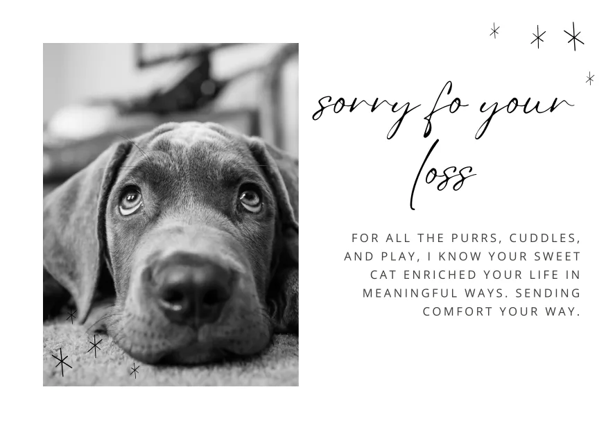 best pet sympathy quotes
