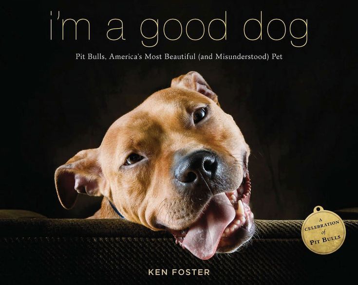 best pitbull dog quotes positive