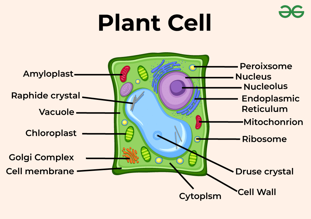 best plant cell questions