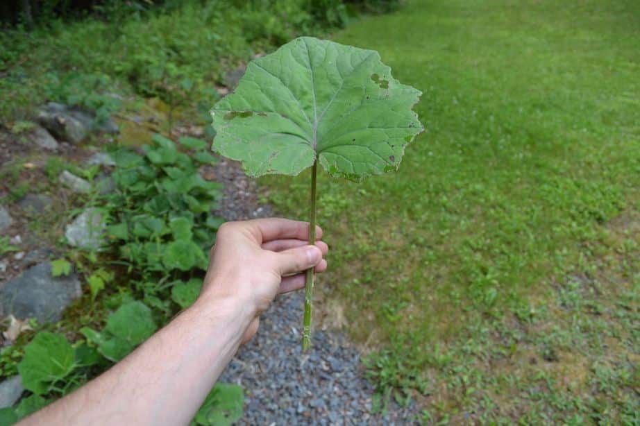 best plants questions
