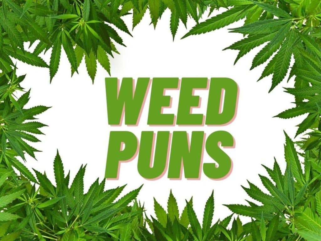best pothead quotes