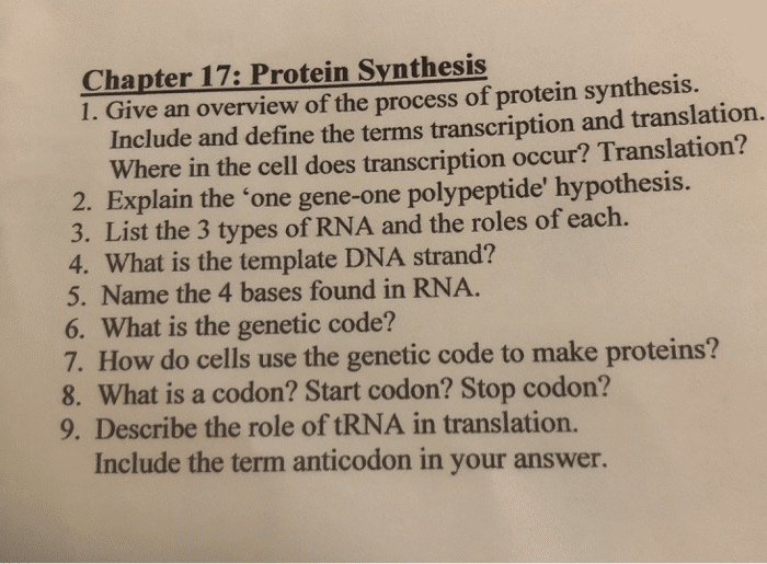 best protein synthesis questions and answers