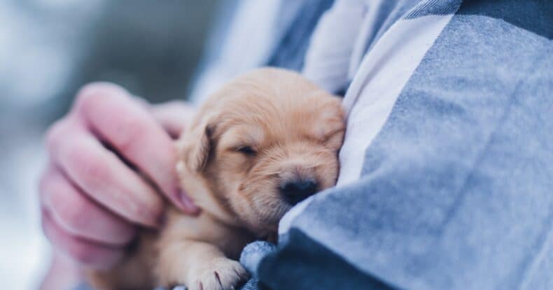best puppy application questions