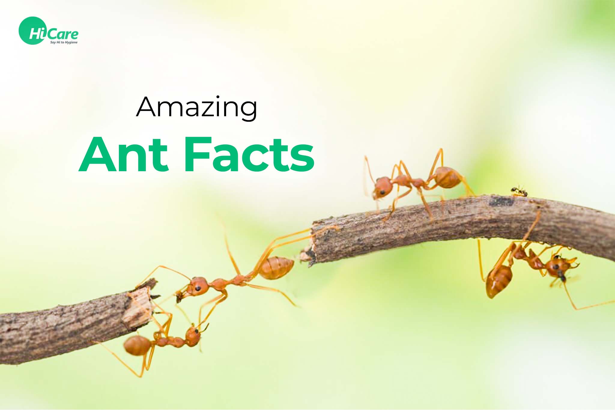 best questions about ants