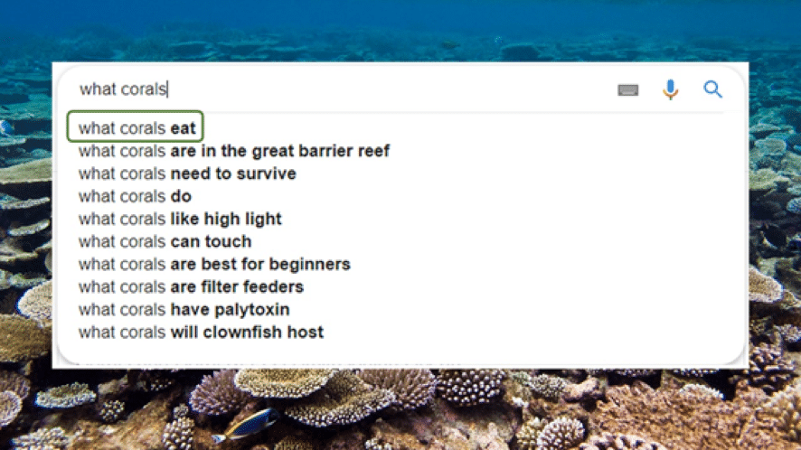 best questions about coral reefs