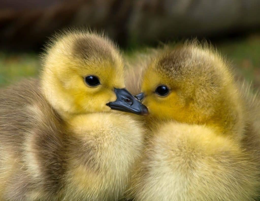 best questions about ducks
