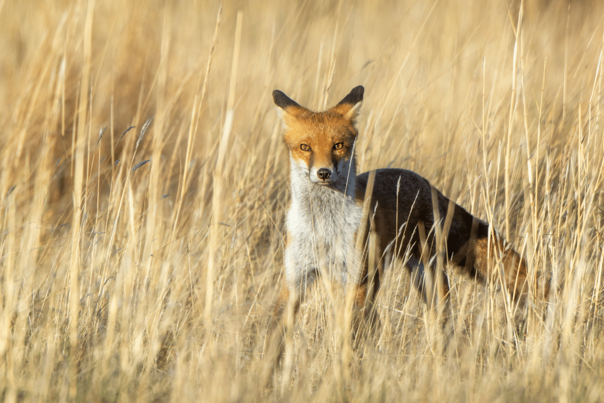 best questions about foxes