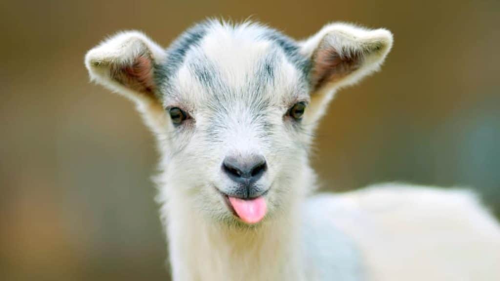 best questions about goats