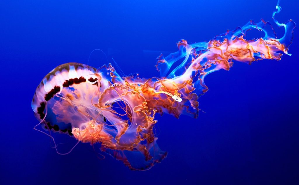 best questions about jellyfish