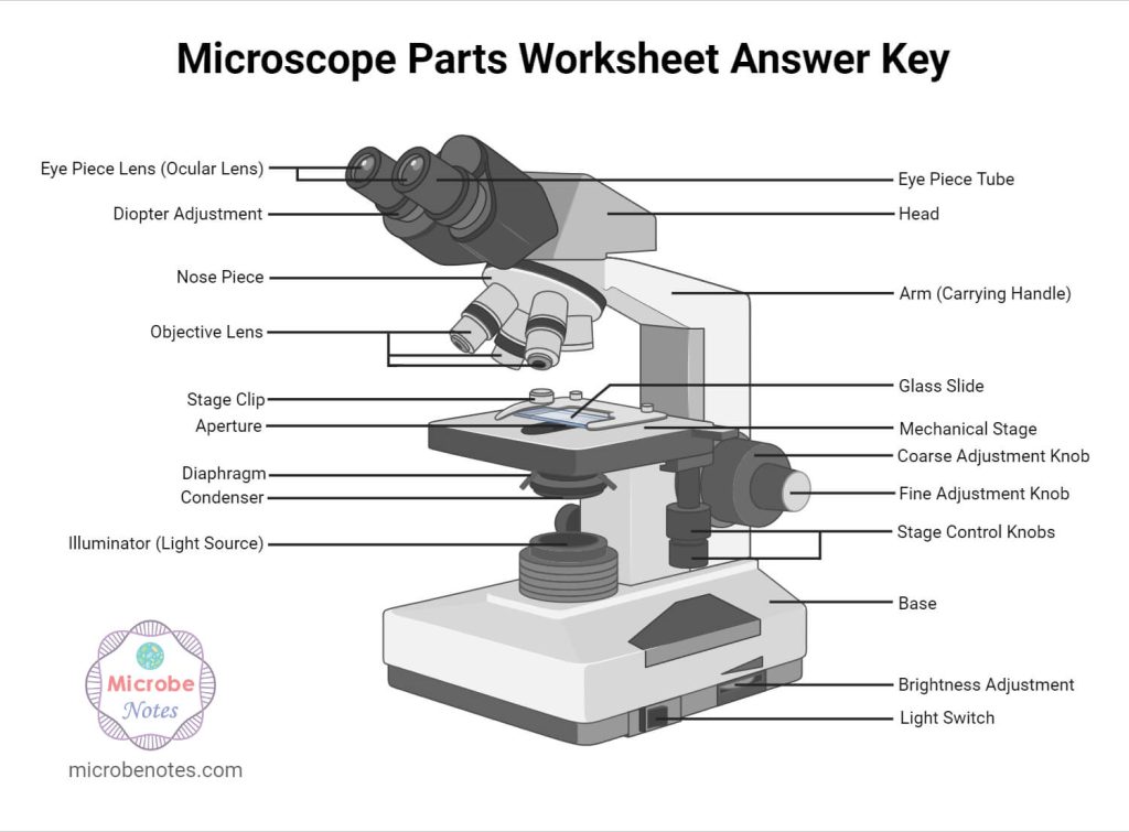 best questions about microscope
