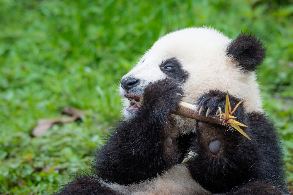 best questions about pandas