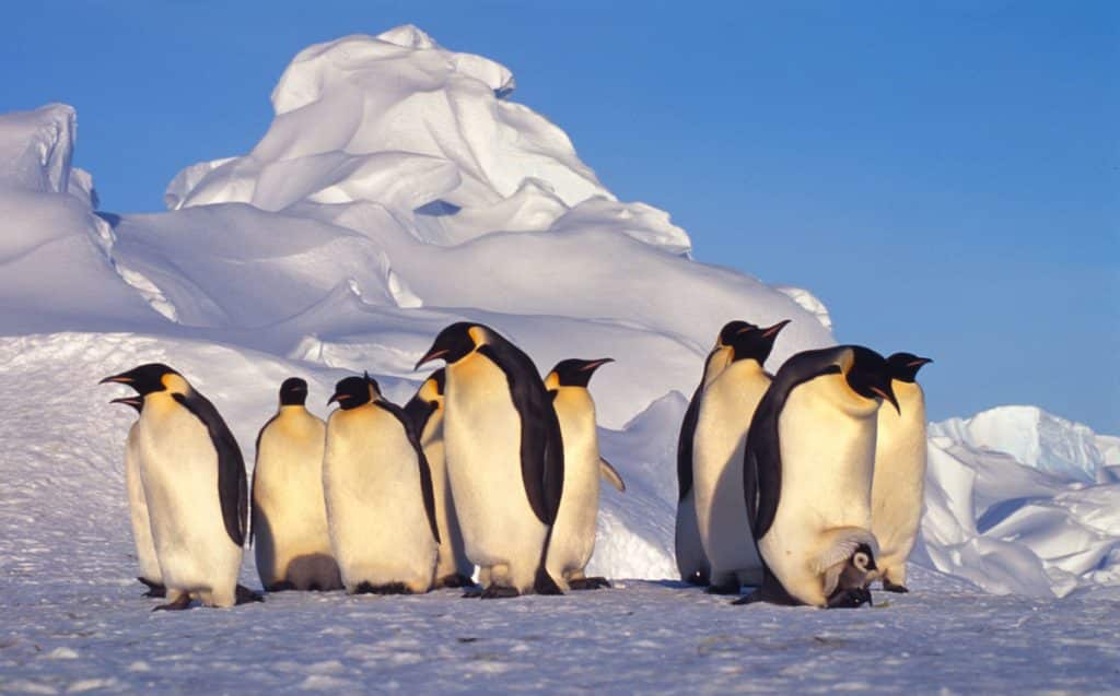 best questions about penguins
