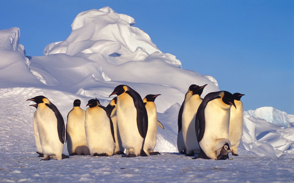 best questions about penguins