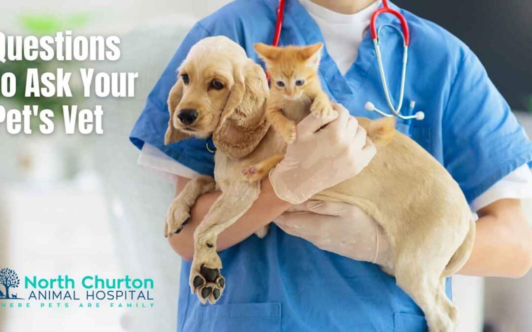 best questions about pets