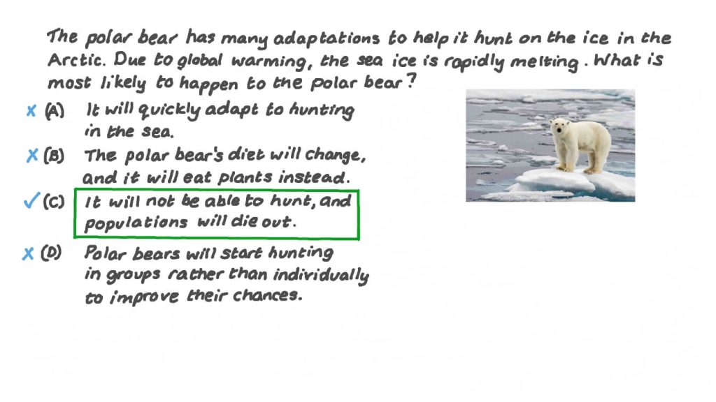 best questions about polar bears