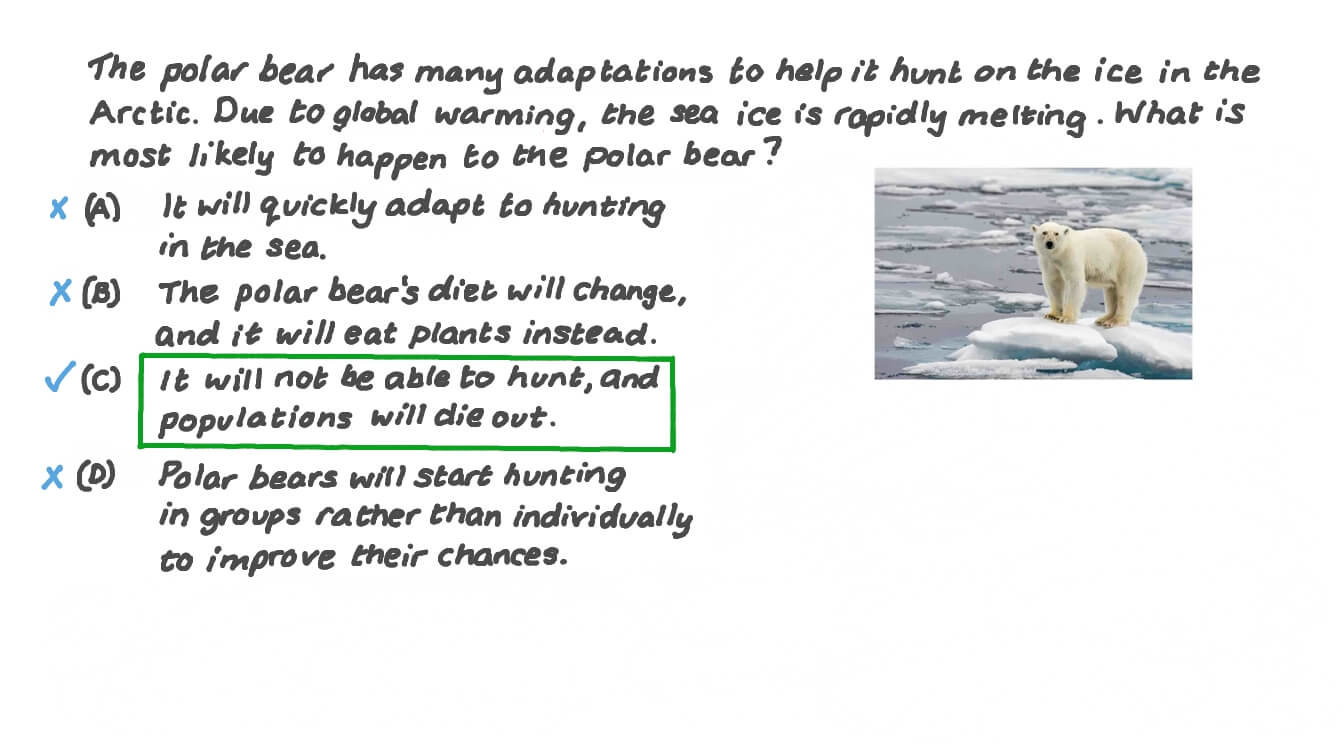 best questions about polar bears