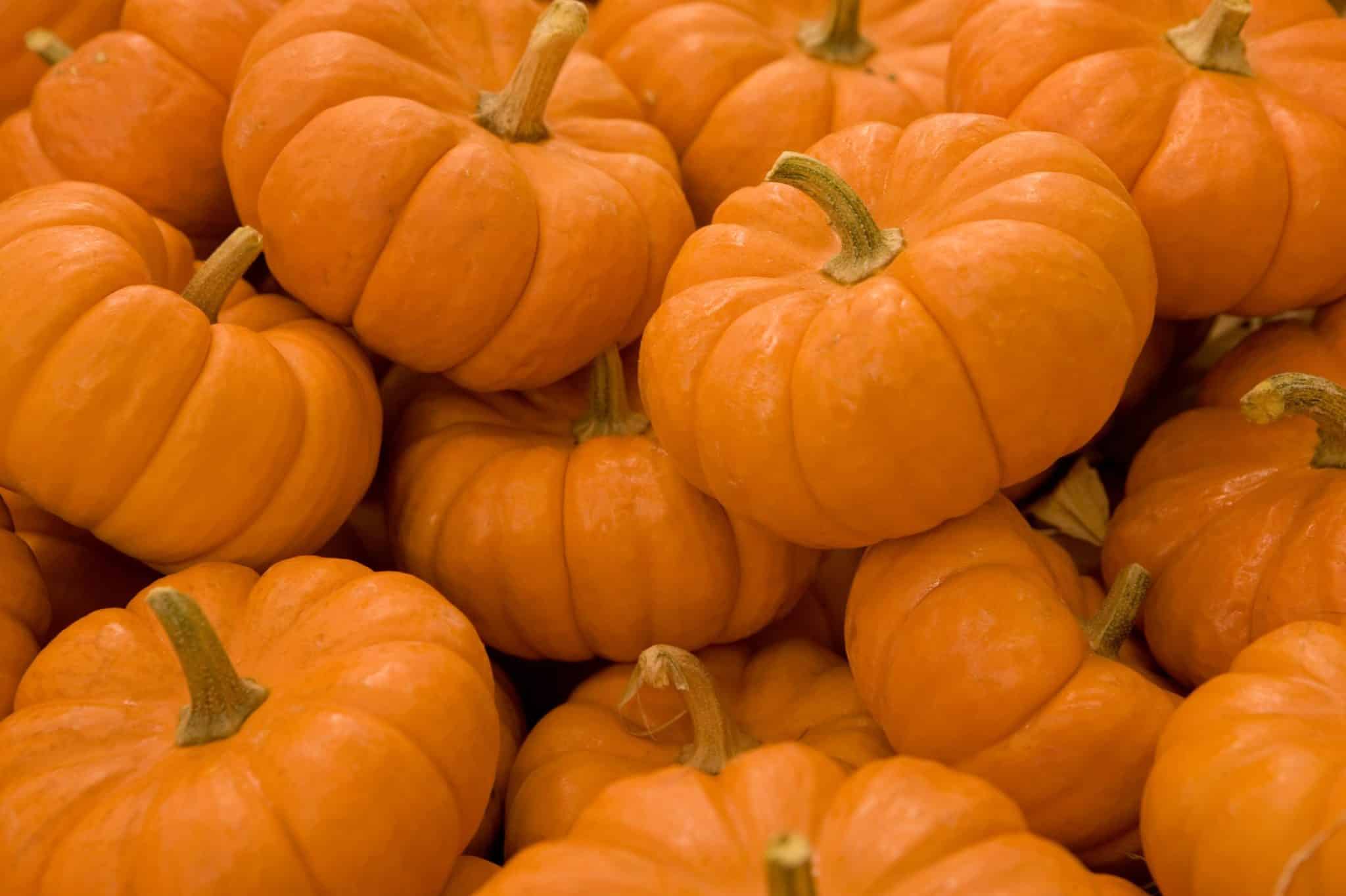 best questions about pumpkins