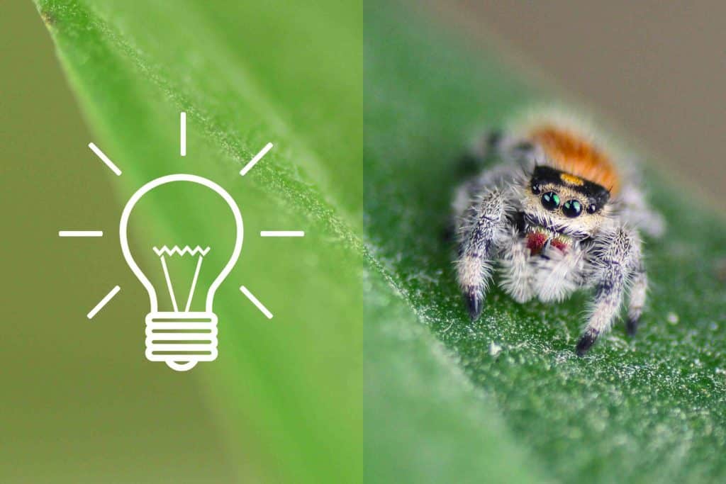 best questions about spiders