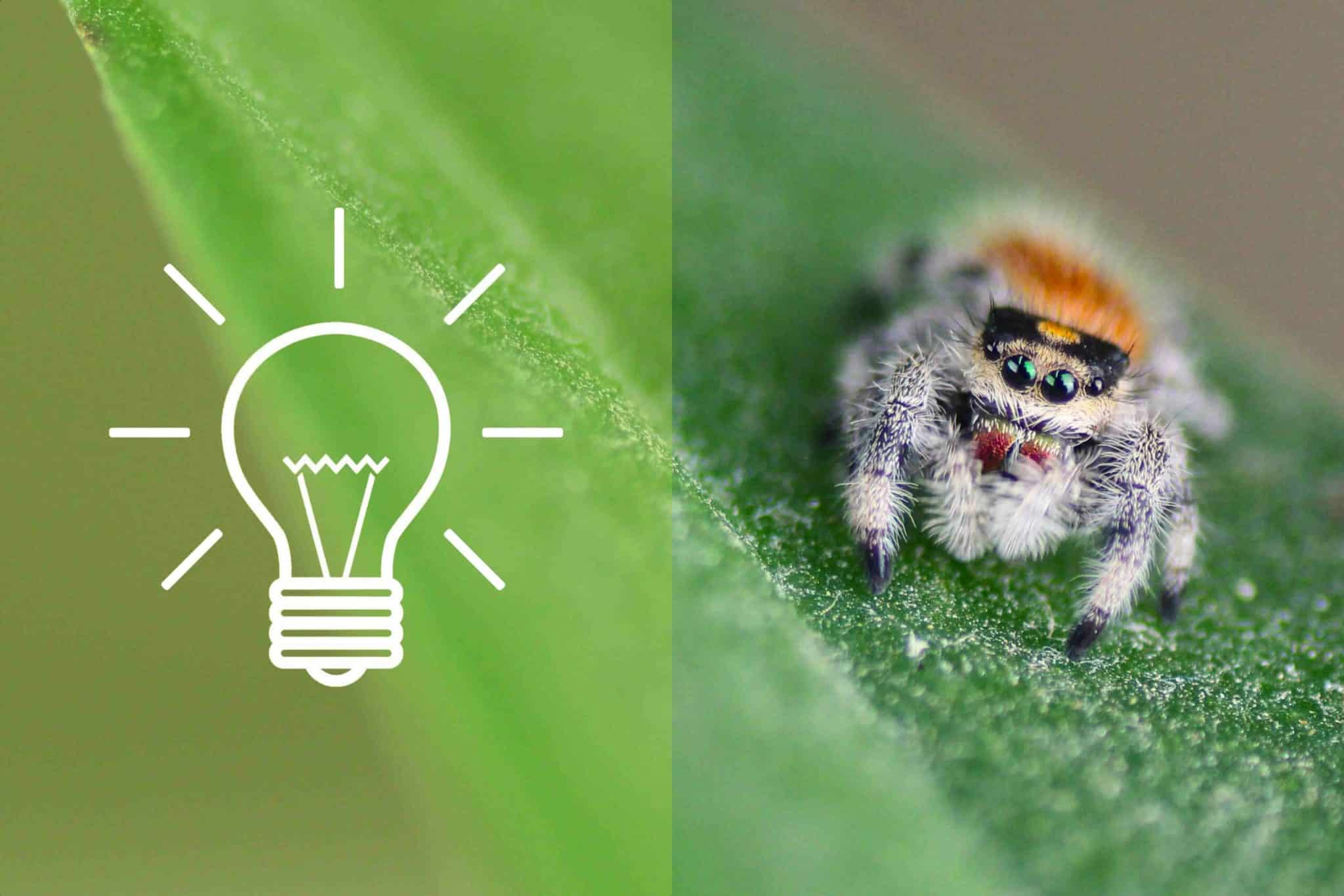 best questions about spiders