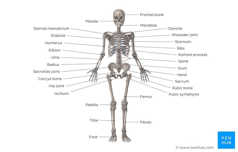 best questions about the skeletal system