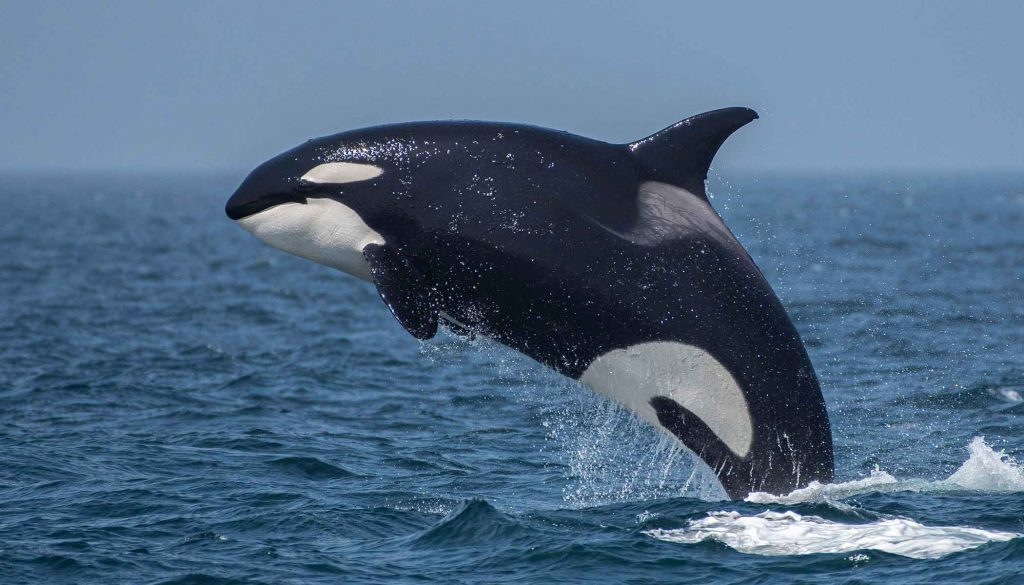 best questions about whales