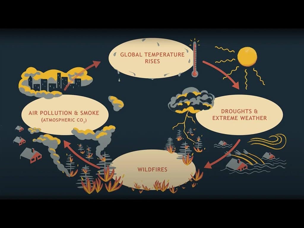 best questions about wildfires