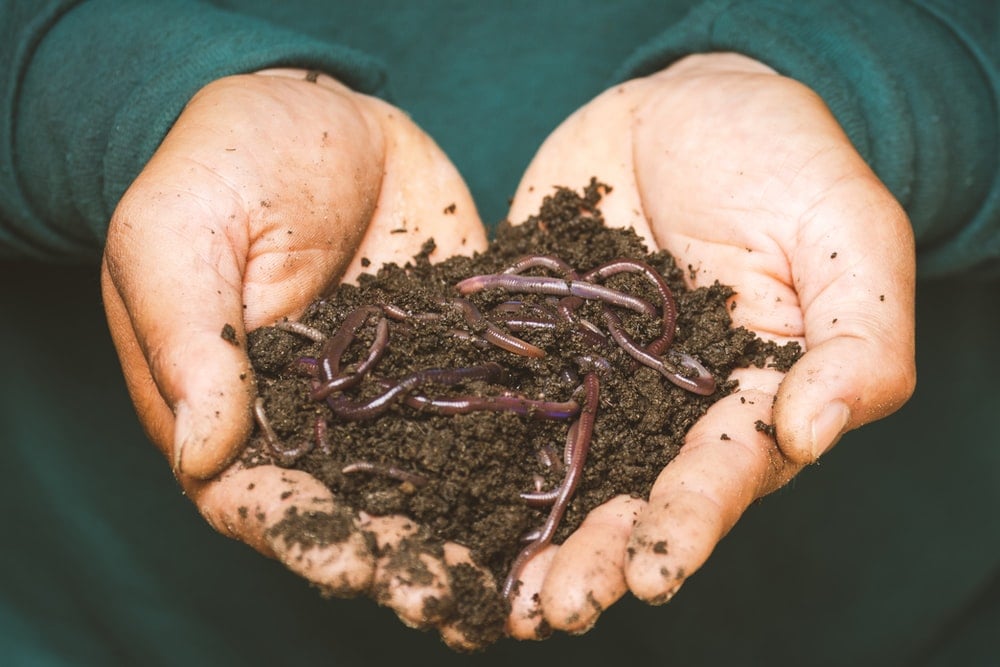 best questions about worms