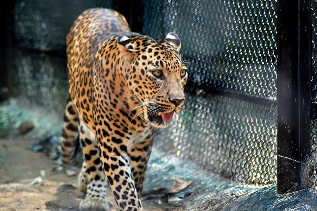 best questions about zoos
