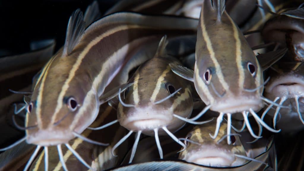 best questions for a catfish scaled