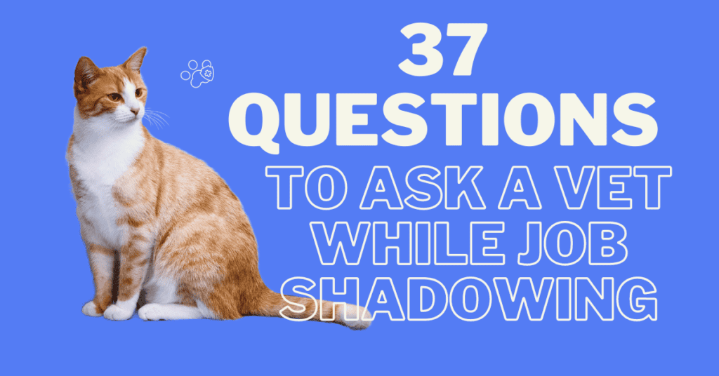 best questions for a veterinarian while job shadowing