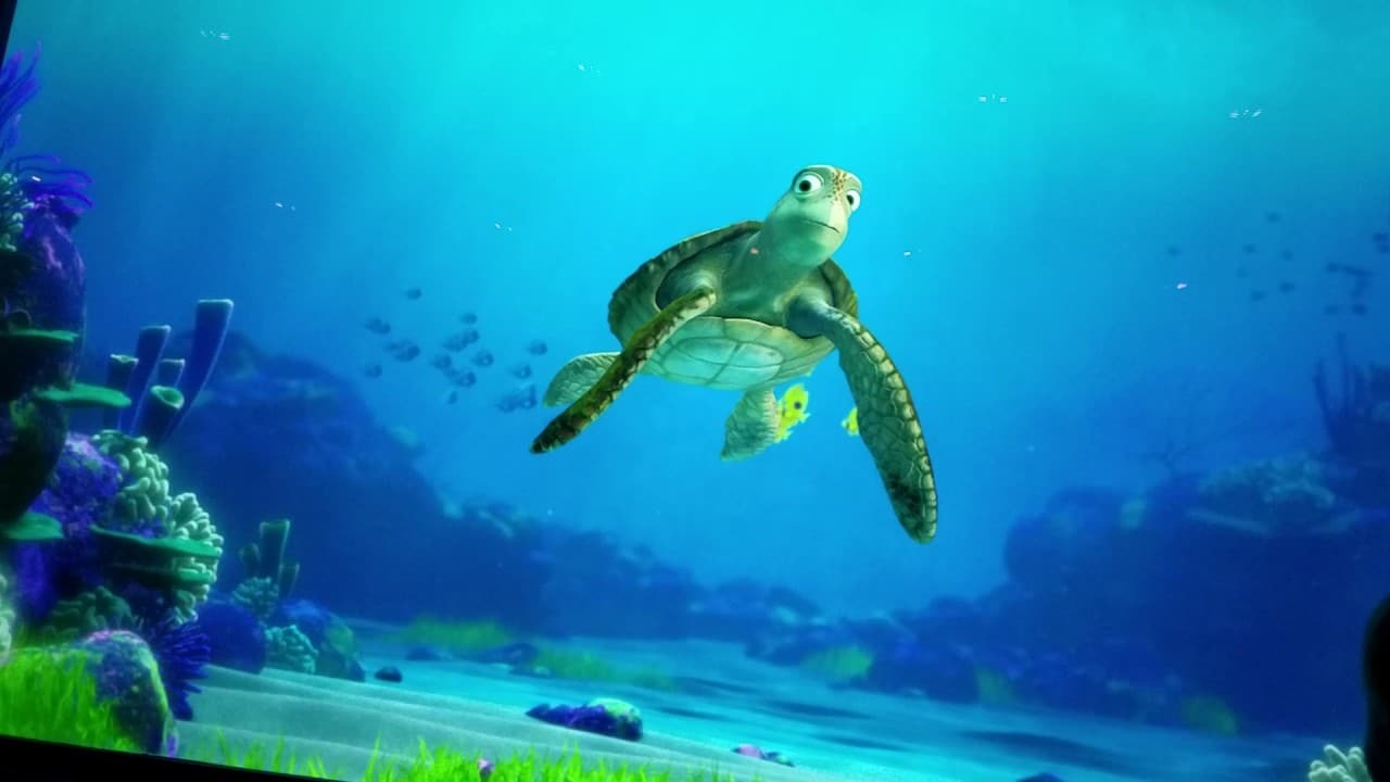 best questions for crush the turtle