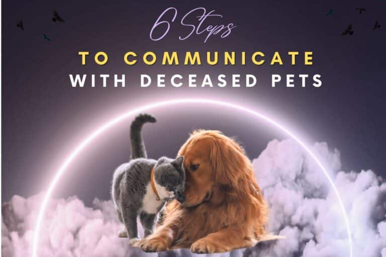best questions for deceased pet