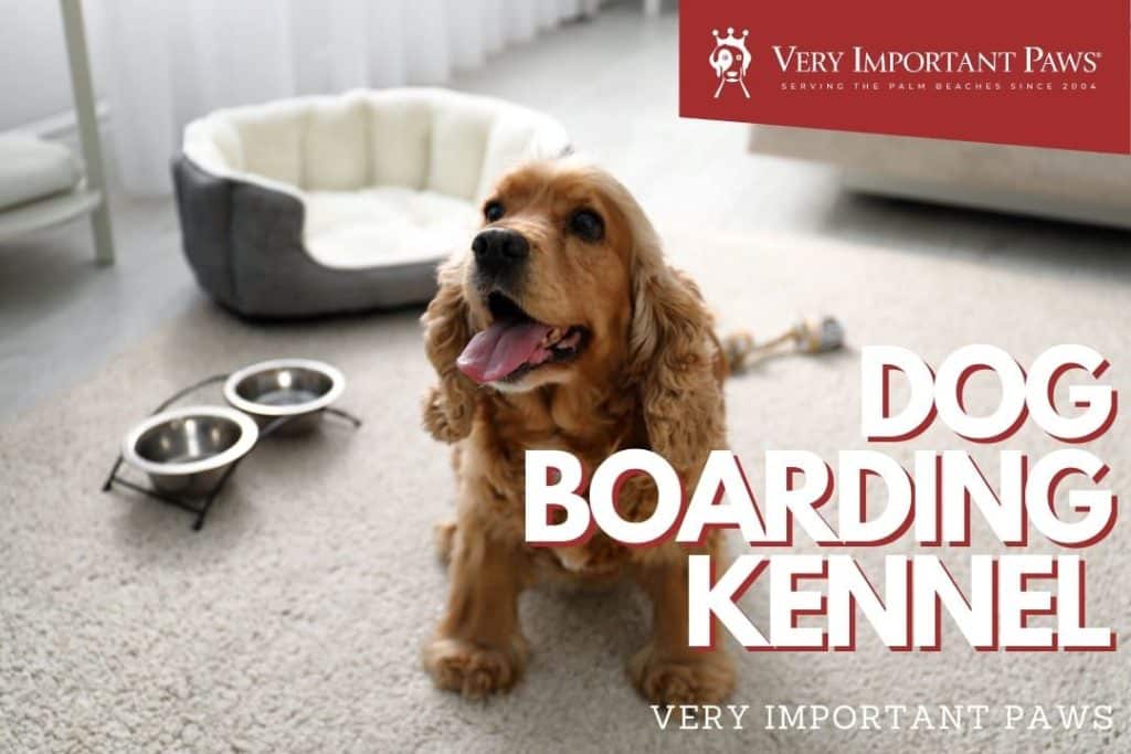 best questions for dog boarding