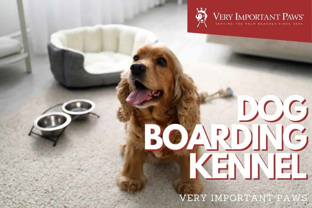 best questions for dog boarding